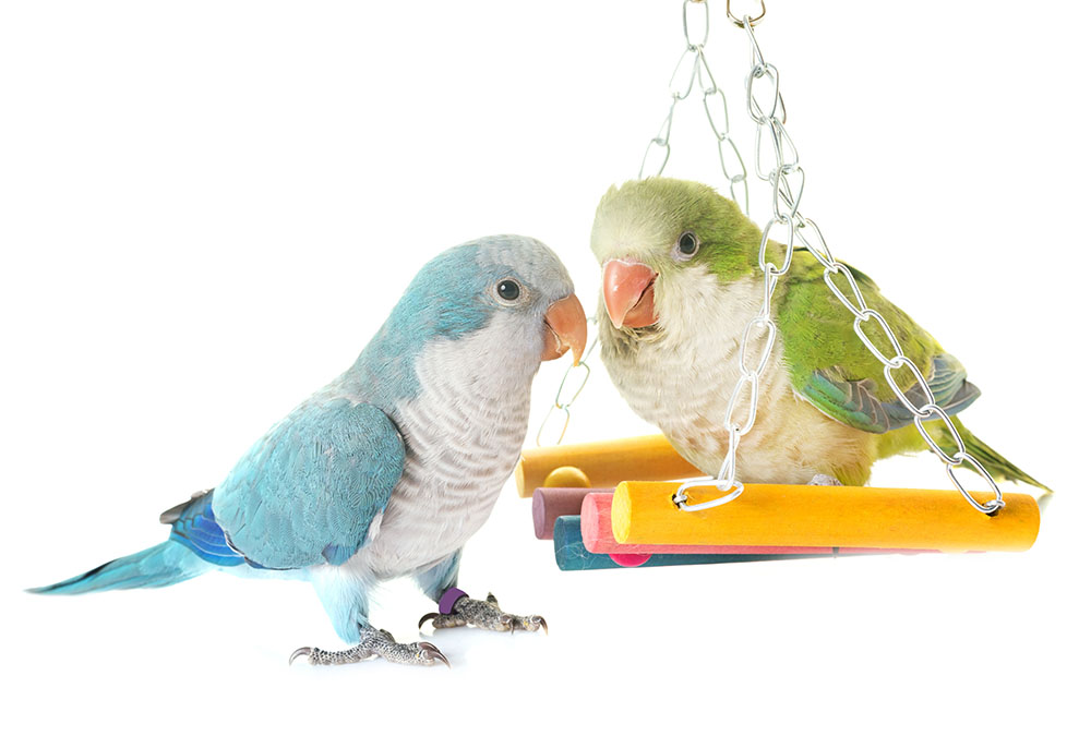 monk-parakeets-green-blue-swing