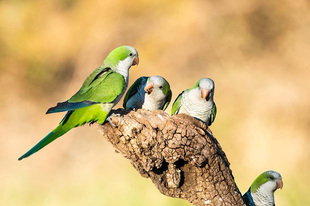 quaker-parrots-group-natural-setting