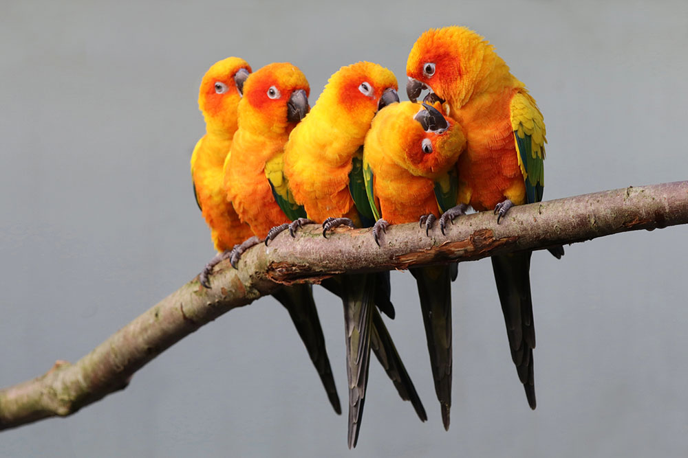 sun-conures-group-branch