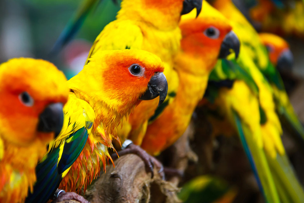 sun-conures